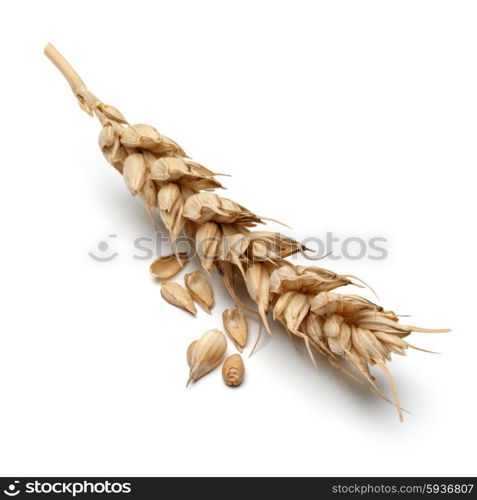 wheat ear isolated on white background cutout