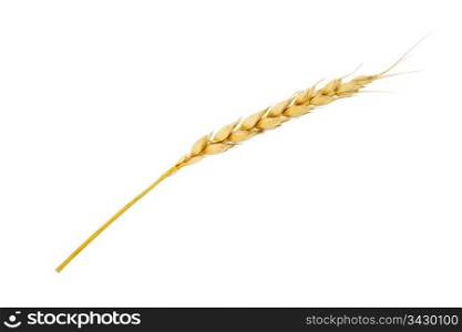 Wheat ear isolated on white background. Wheat ear