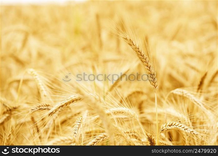 Wheat ear on the ripe wheat field
