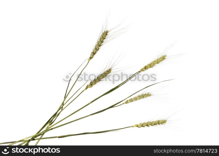 Wheat ear on the white background (isolated)