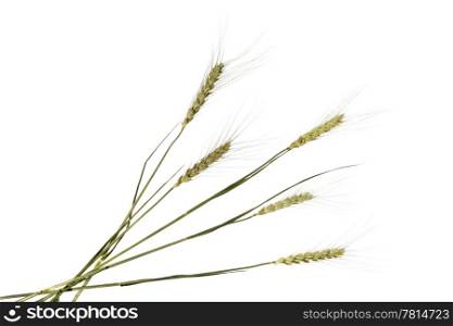 Wheat ear on the white background (isolated)