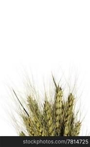 Wheat ear on the white background (isolated)