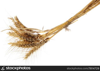 Wheat ear on the white background (isolated)