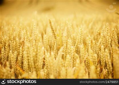 Wheat ear on wheat field