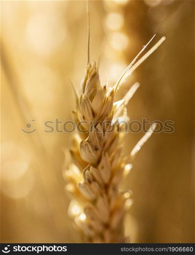 wheat ear with blurry background. High resolution photo. wheat ear with blurry background. High quality photo