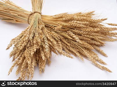 Wheat ears