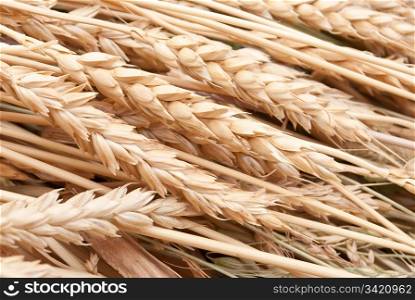 Wheat ears