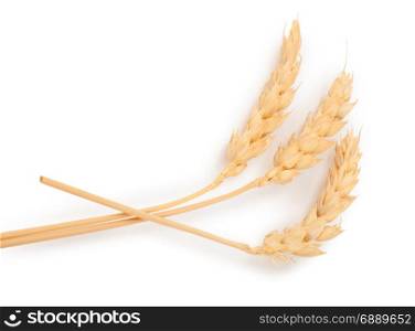 Wheat ears