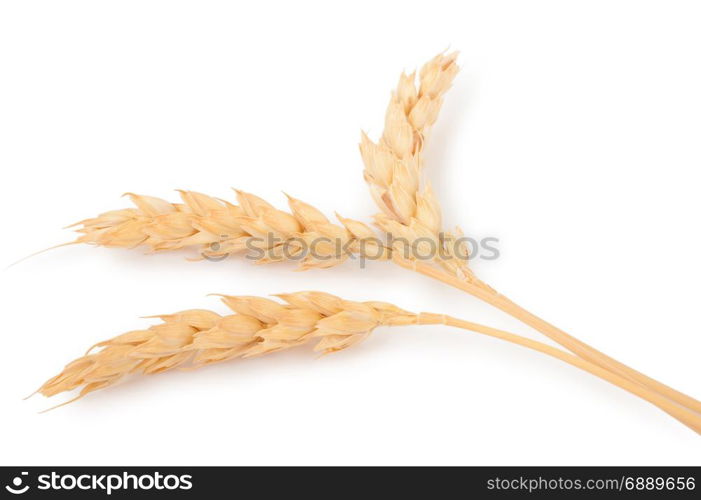 Wheat ears