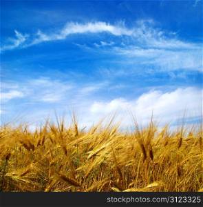 Wheat ears against the blue sky