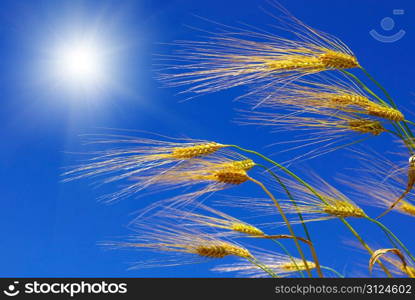 Wheat ears against the blue sky