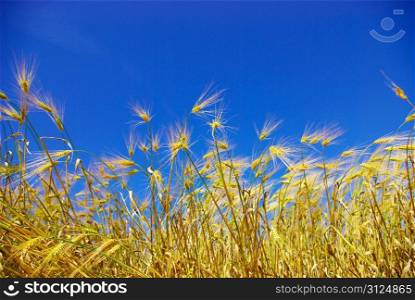 wheat ears against the blue sky