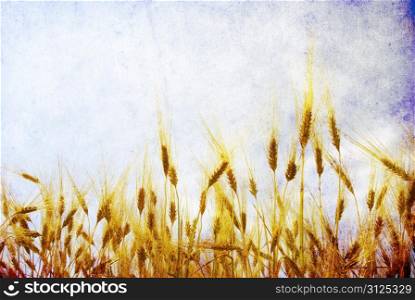 Wheat ears against the blue sky