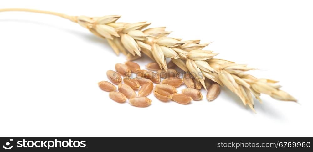 wheat ears and grain isolated on white background