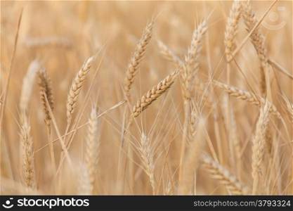 wheat ears close-up