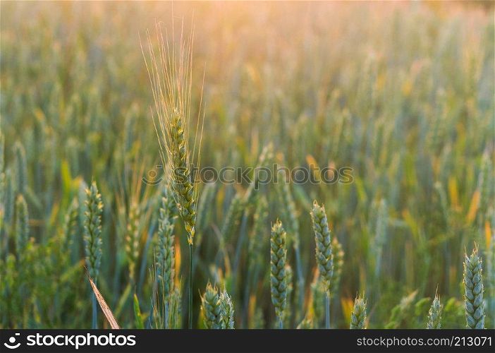 wheat ears in the sun, wheat ears in the field. wheat ears in the field, wheat ears in the sun