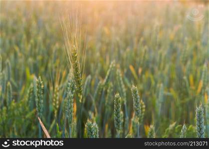 wheat ears in the sun, wheat ears in the field. wheat ears in the field, wheat ears in the sun