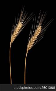 Wheat ears isolated on black