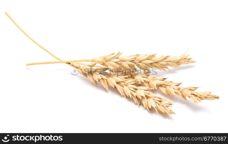 wheat ears isolated on white background