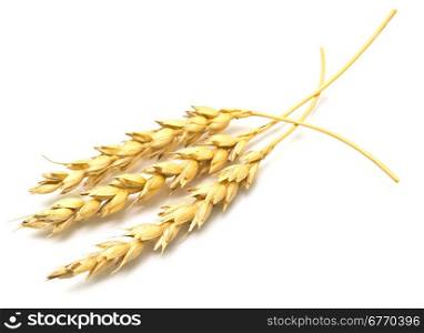 wheat ears isolated on white background