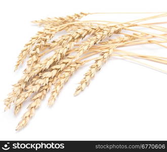 wheat ears isolated on white background