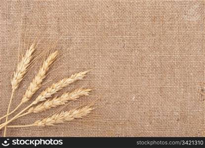 Wheat ears on burlap background
