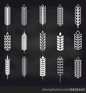 Wheat ears on chalkboard. Wheat, rye and barley ear on chalkboard. Vector agriculture elements for farm, bakery, beer etc