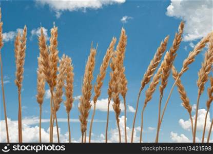 Wheat ears on the blue sky