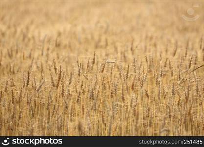 wheat field