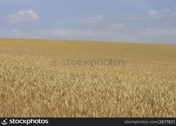 Wheat field