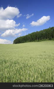 Wheat field