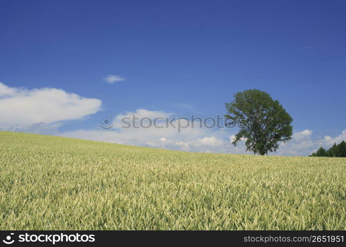 Wheat field