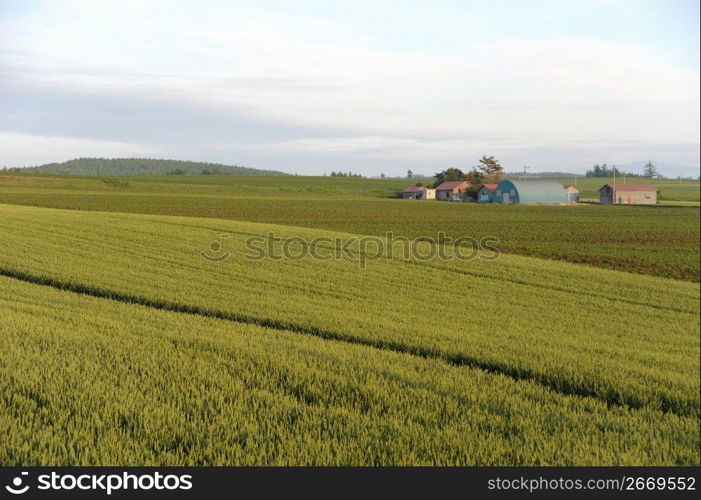 Wheat field