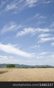 Wheat field