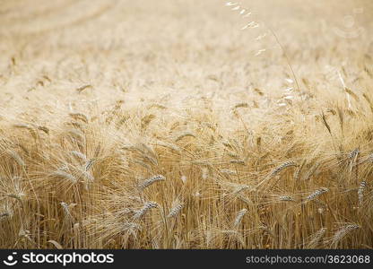 Wheat field