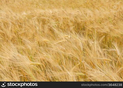 wheat field