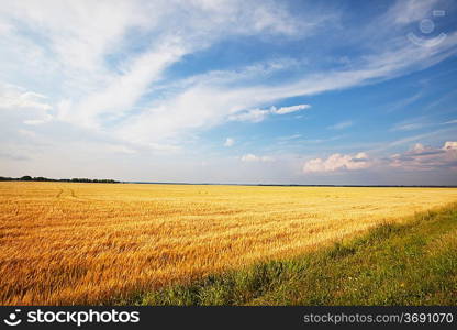 wheat field