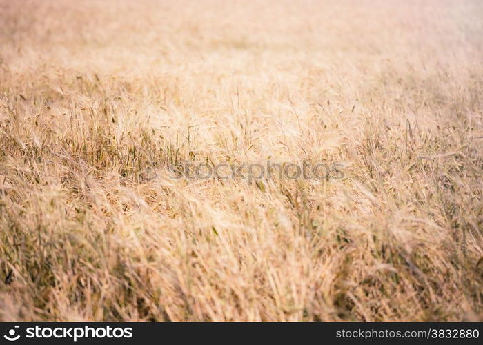 Wheat field