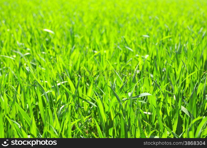 Wheat field