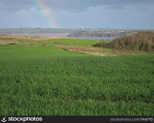 Wheat field