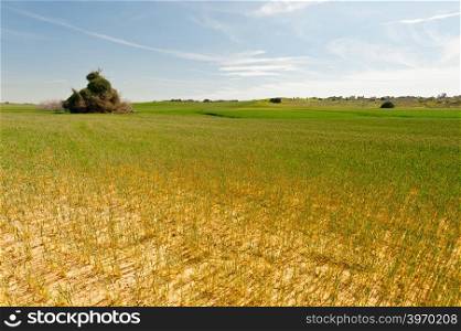 Wheat Field after Drought in Israel