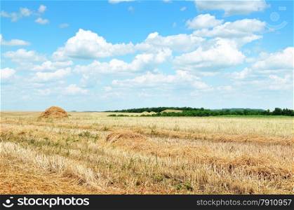 Wheat field after harvest