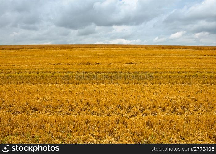 Wheat Field after Harvest, Bavaria