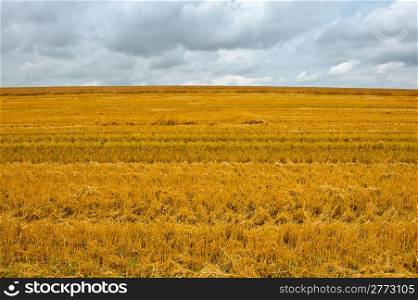 Wheat Field after Harvest, Bavaria