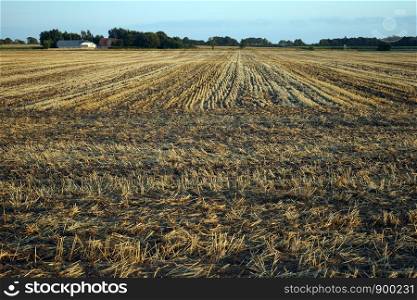 Wheat field after harvest in Denmark