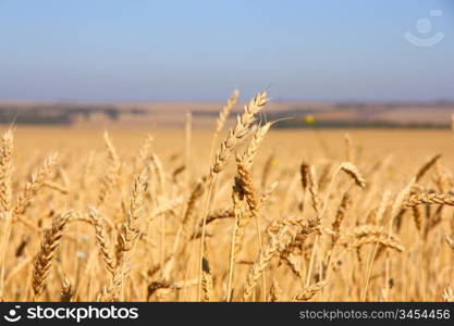 Wheat field against a blue sky