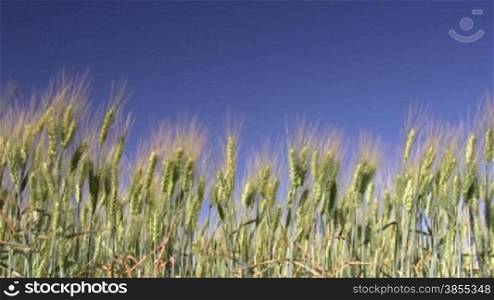 wheat field against a blue sky.