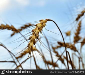 Wheat field against a blue sky , close up
