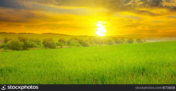 Wheat field and a delightful sunrise. Agricultural landscape. Wide photo.