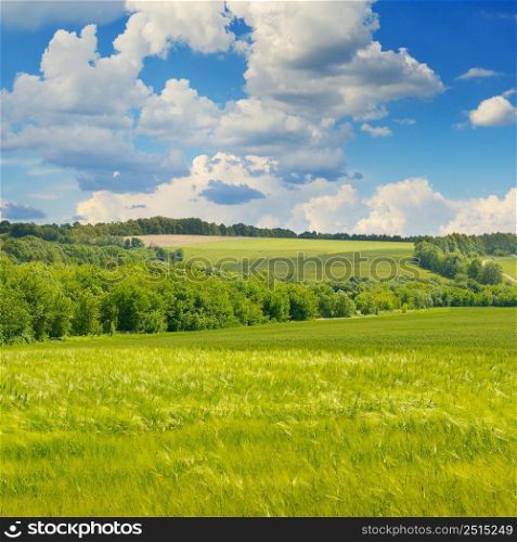 Wheat field and beautiful blue sky